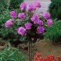 200 seeds Genuine Osiria Rose Tree Bonsai Fresh Rare Rosa Chinese Dendroidal Rose Flower