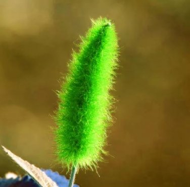 100 seeds Acalypha Hispida Seeds Green Chenille Plants Bonsai Ornamental Flowers