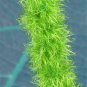 100 seeds Acalypha Hispida Seeds Green Chenille Plants Bonsai Ornamental Flowers