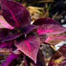 100 seeds Bonsai Plants Garden Rare Plants Red Shiso Frutescens Purple Perilla Plantas