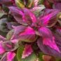 100 seeds Bonsai Plants Garden Rare Plants Red Shiso Frutescens Purple Perilla Plantas