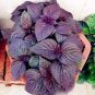 100 seeds Bonsai Plants Garden Rare Plants Red Shiso Frutescens Purple Perilla Plantas