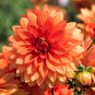 20 seeds Honey Dahlia Pinnata Flower