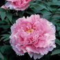 5 seeds Heirloom Lu He Hong Light Red Peony Plant Flower Seeds, Professional Pack