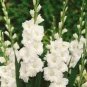 300 seedds Gladiola Flower Seeds - White Compact Flowers with Rose Red Centre