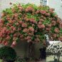 20 seeds 'Vanilla Strawberry' Hydrangea Flower Seeds Red Rose Red White