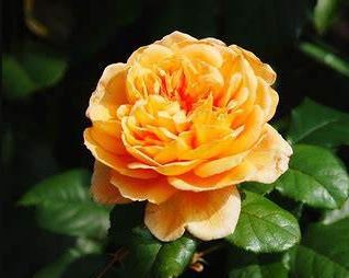 100 seeds Rose Orange Climbing Flower Seeds