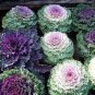 100 seeds Kale Flowering Ornamental Cabbage Flower Seeds - Mixed Flowers
