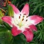 100 seeds Double Lily Flower Plants Seeds - Rose Red Flowers