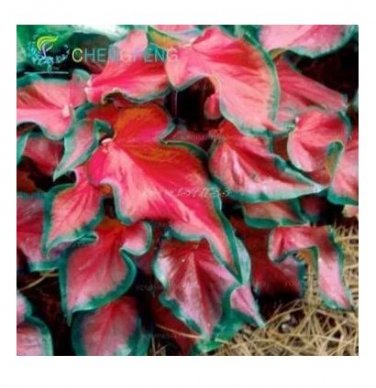 100 seeds Rainbow Coleus Seeds