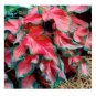 100 seeds Rainbow Coleus Seeds