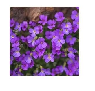 100 seeds Creeping Thyme Seeds Rock Cress Perennial Ground Cover Flower - Purple Flowers