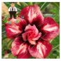 2 seeds Desert Rose Adenium Seeds - 2 Types Available