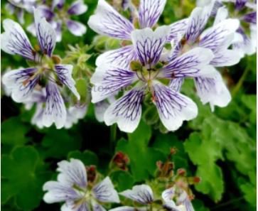 5 seeds White Purple Lobed And Finely Wrinkled Geranium