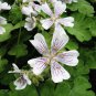 5 seeds White Purple Lobed And Finely Wrinkled Geranium