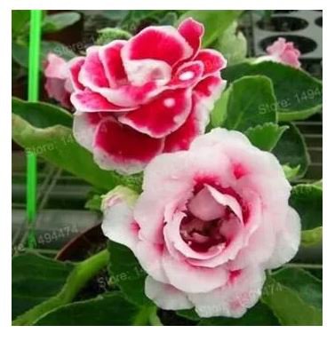 100 seeds Gloxinia Plants Seeds 3 Colors Available