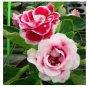 100 seeds Gloxinia Plants Seeds 3 Colors Available