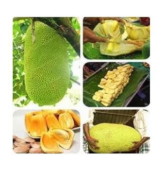 5 seeds Fresh Jackfruit Fruit Seeds - Heirloom Fruit