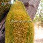 5 seeds Fresh Jackfruit Fruit Seeds - Heirloom Fruit