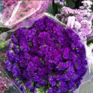 30 seeds Blue Sea Lavender Limonium Sinuatum