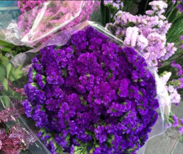 30 seeds Blue Sea Lavender Limonium Sinuatum