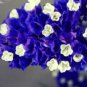 30 seeds Blue Sea Lavender Limonium Sinuatum