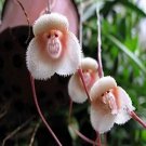 100 seeds Rare Japanese Monkey face Orchid Seeds - Khaki Color