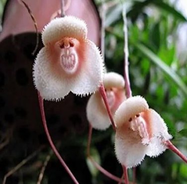 100 seeds Rare Japanese Monkey face Orchid Seeds - Khaki Color