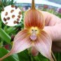 100 seeds Rare Japanese Monkey face Orchid Seeds - Khaki Color