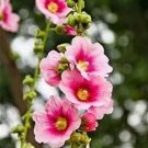 100 seeds Rare Hollyhock Flower Seeds - Light Pink Flowers with Rose Pink Centre