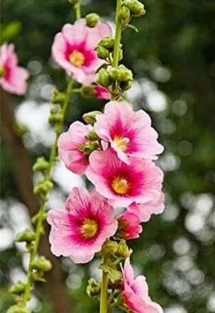 100 seeds Rare Hollyhock Flower Seeds - Light Pink Flowers with Rose Pink Centre