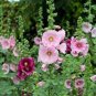 100 seeds Rare Hollyhock Flower Seeds - Light Pink Flowers with Rose Pink Centre