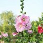 100 seeds Rare Hollyhock Flower Seeds - Light Pink Flowers with Rose Pink Centre