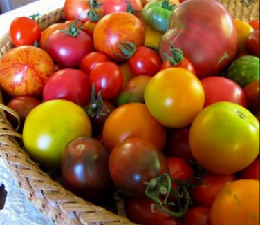 100 seeds Mixed 24 Types Organic Tomato