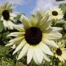 15 seeds Small talian White Sunflower