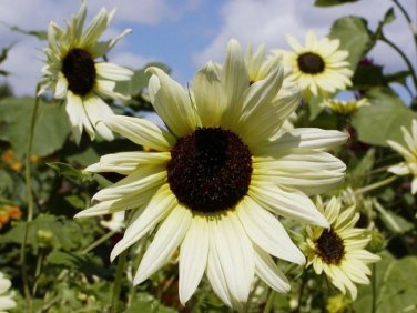 15 seeds Small talian White Sunflower