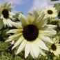 15 seeds Small talian White Sunflower