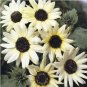 15 seeds Small talian White Sunflower