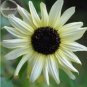 15 seeds Small talian White Sunflower