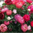 10 seeds Rare Chinese Peony Seeds - 2 Colors Available