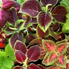 35 seeds Rare Coleus Blumei Rainbow Series Garden Seeds