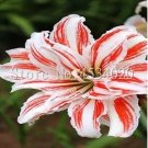 200 seeds Tawny Daylily Seeds - White Red Stripes Double Flowers