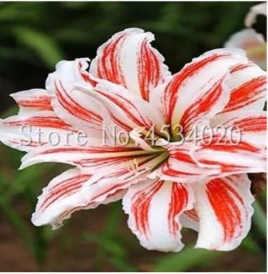 200 seeds Tawny Daylily Seeds - White Red Stripes Double Flowers