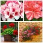 200 seeds Tawny Daylily Seeds - White Red Stripes Double Flowers