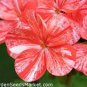 200 seeds Tawny Daylily Seeds - White Red Stripes Double Flowers