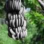 100 seeds  Dwarf Banana Seeds - White Skin