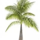 20 seeds Bottle Palm Seeds - Green Color