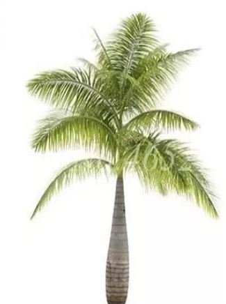 20 seeds Bottle Palm Seeds - Green Color