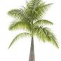 20 seeds Bottle Palm Seeds - Green Color