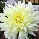 5 seeds Rare Spring Coming White Yellow Peony Seedlings Flower Seeds, Professional Pack